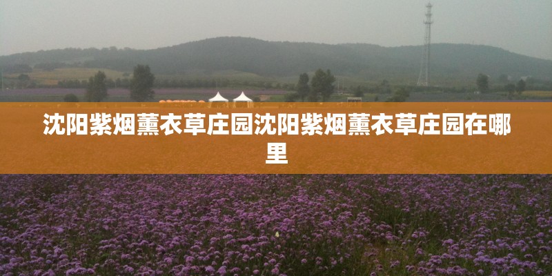 沈阳紫烟薰衣草庄园沈阳紫烟薰衣草庄园在哪里