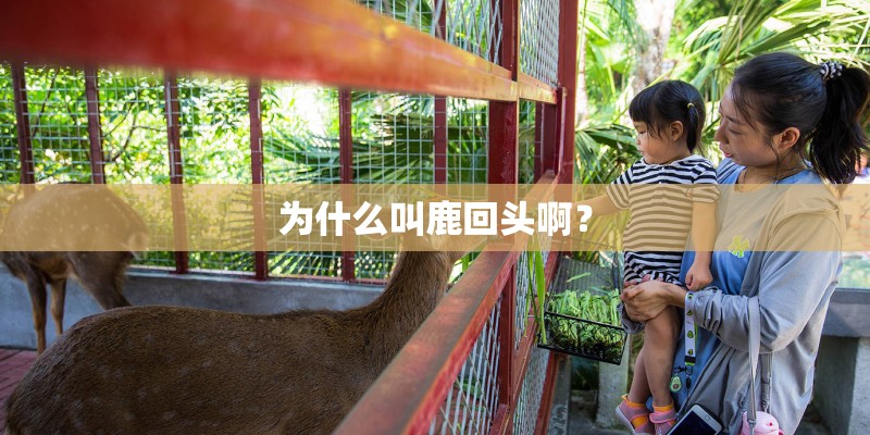 为什么叫鹿回头啊？